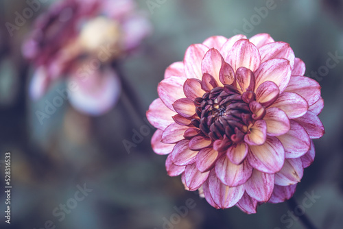 Seasonal Purple/Pink Pom-Pom Dahlias In Full Bloom At A Dahlia Farm