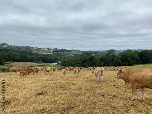 Rebaño de vacas en Galicia