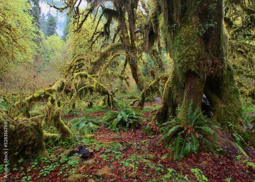 A lush rainforest with vibrant green ferns and moss-covered trees