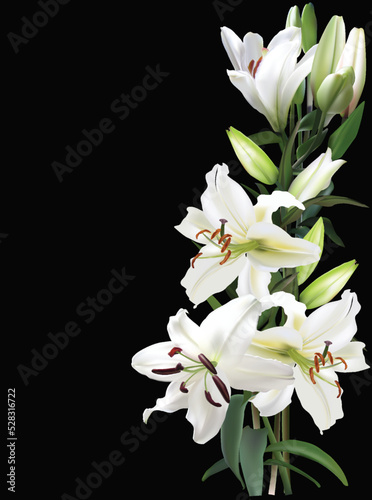 light lily four blooms flower isolated on black