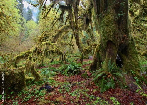 A lush rainforest with vibrant green ferns and moss-covered trees