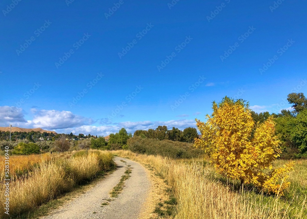 A curved path through a yellow field with a yellow tree and blue sky
