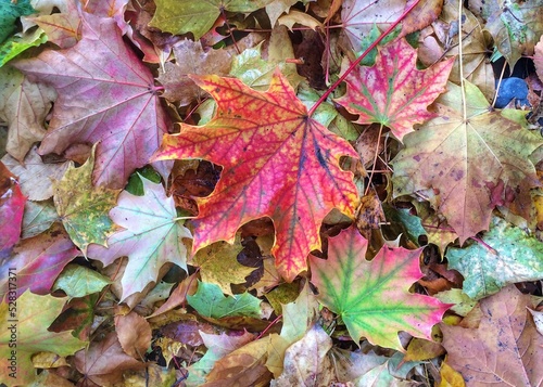 Beautiful red  green  and yellow fall leaves blanket the ground