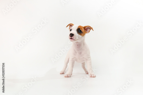 Fototapeta Naklejka Na Ścianę i Meble -  a jack russell terrier puppy on a white background. poster