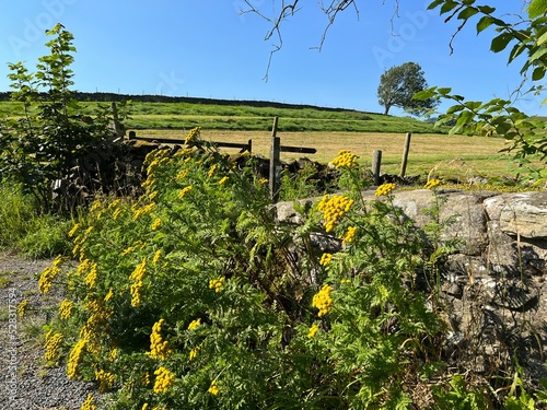 Wild flowers by the roadside, next to dry stone walls, and fields near, Austwick, UK photo