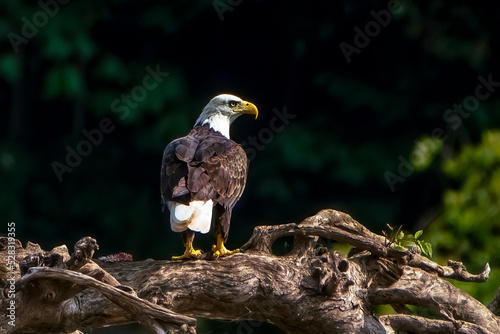 Bald Eagle on Perch