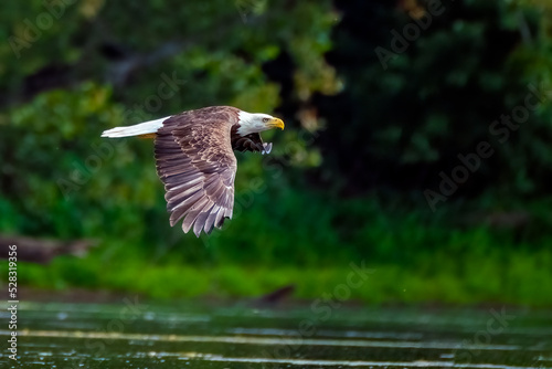 Bald Eagle Flying