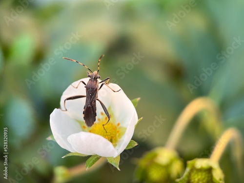 Insect  on a flower, wild animal 