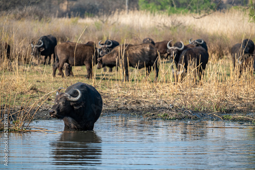A herd of Cape buffalos  photographed in South Africa.