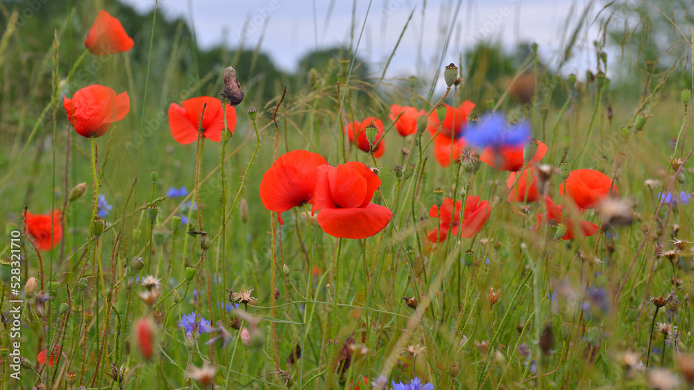 Obraz premium poppies maki