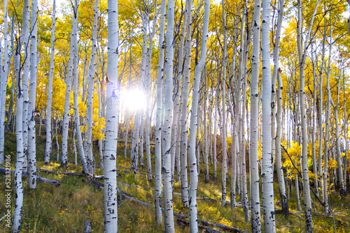 Angie's Forest - Sun breaking through white tree trunks, one bearing Angie's name, in Autumn Aspen forest in Uncompahgre National Forest, Colorado photo