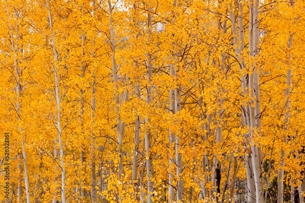 Yellow orange foliage on Aspen trees in San Isabel National Forest, near Rainbow Lake on Cottonwood Pass, Colorado