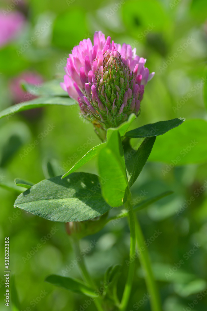flower of clover flower of clover