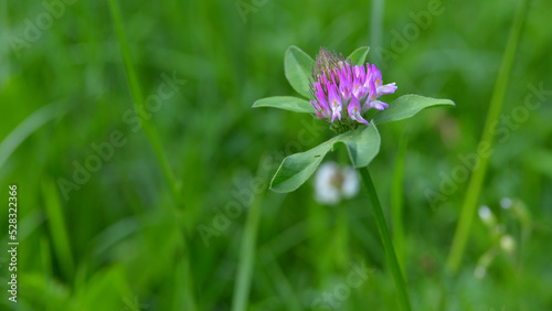 flower of clover