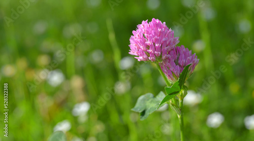 flower of clover