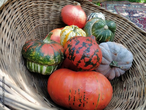 A gray pumpkin and several orange pumpkins in a wicker basket. Botanical variety of pumpkins. Vegetable harvest zucchini and squash. Halloween symbol. Allhalloween, All Hallows Eve, or All Saints Eve. photo