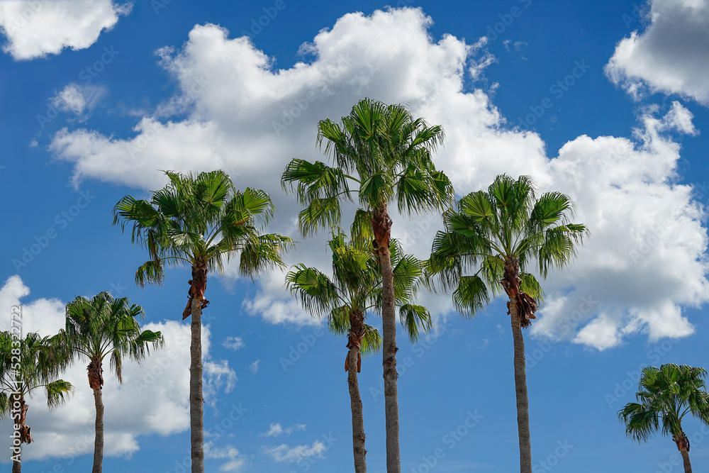 Fototapeta premium Mexican Fan Palm Trees on a Blue Sky