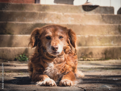 Perro veterano mirando a la cámara 