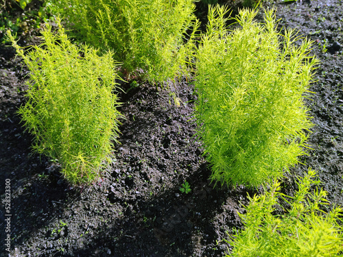 Kochia, a genus of plants in the haze family. Subshrubs or annual herbs with entire pubescent, lanceolate leaves and small flowers. Small green plant bushes. photo