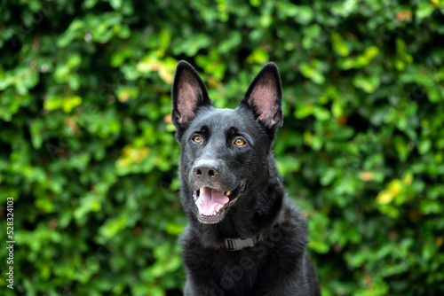 Black German Shepherd Dog, working line shepherd. Portrait of a black dog looking out of green shrubs. Dog outdoors at a park. Purebred Headshot.