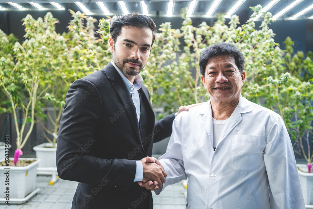 scientist checking hemp plants in a weed greenhouse. Concept of herbal alternative medicine, cbd oil, pharmaceptical industry