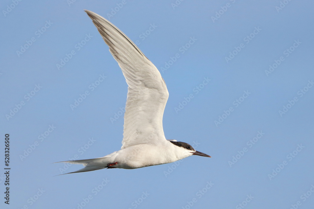 Common Tern (Sterna hirundo), isolated, flying over blue sky Common Tern (Sterna hirundo), isolated, flying over blue sky