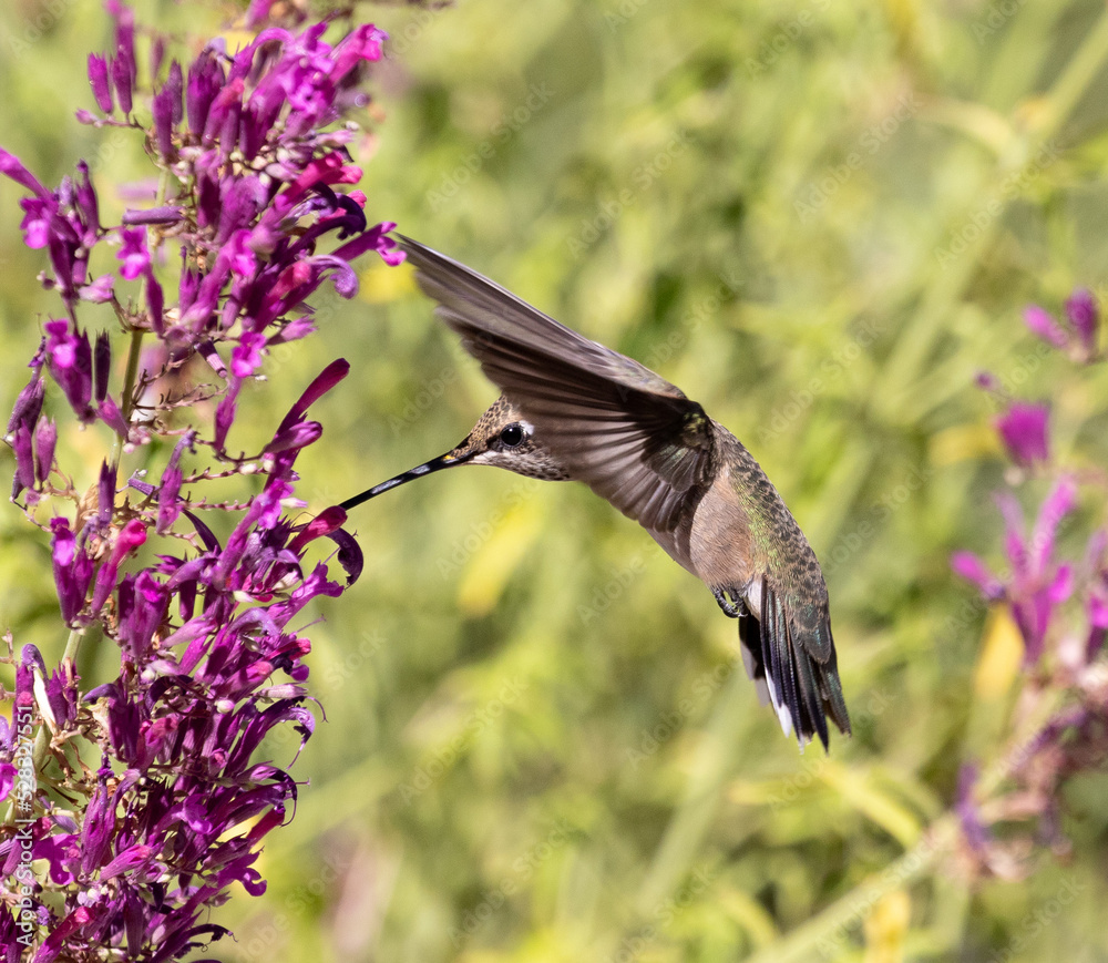 hummingbird and flower