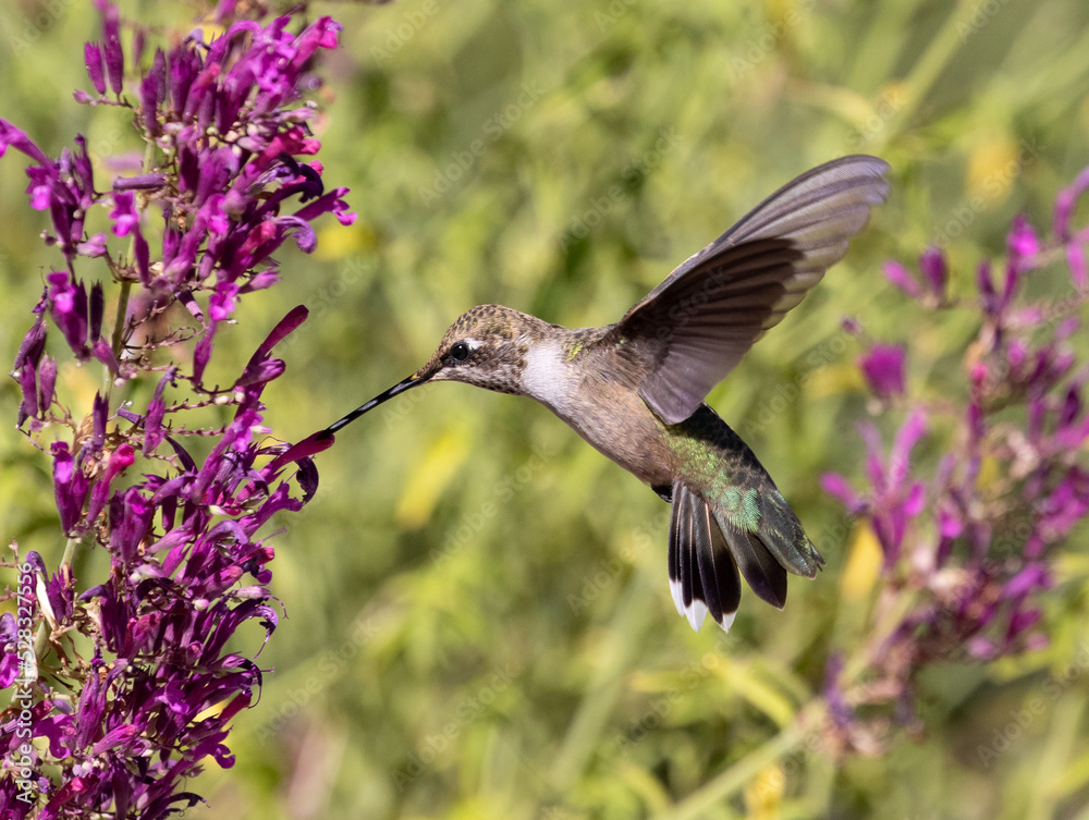 hummingbird feeding on a flower