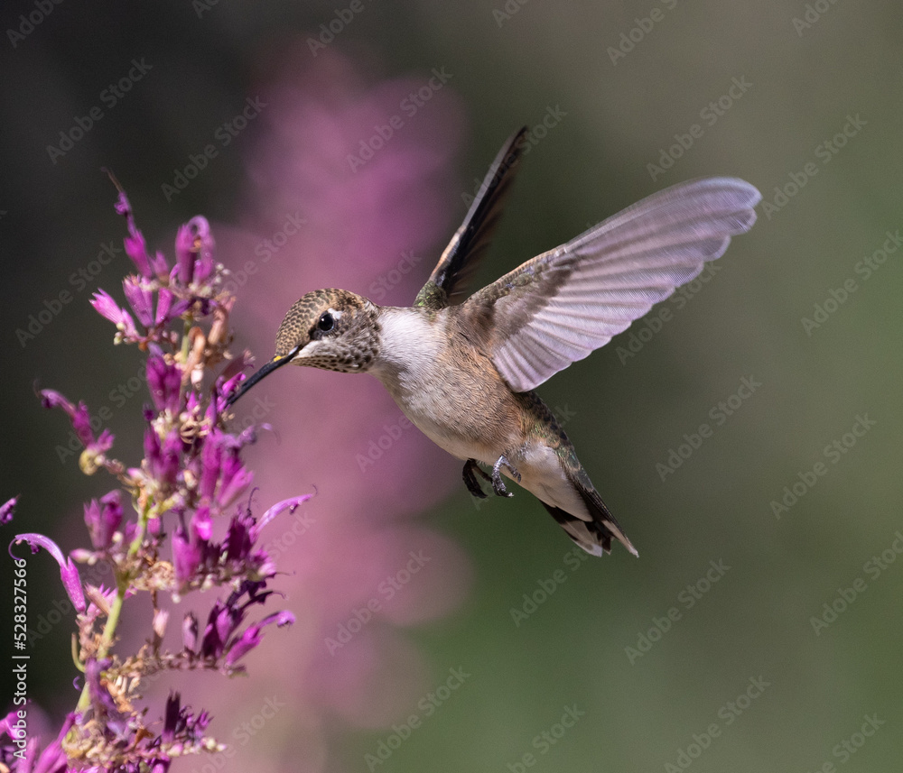 hummingbird on a flower