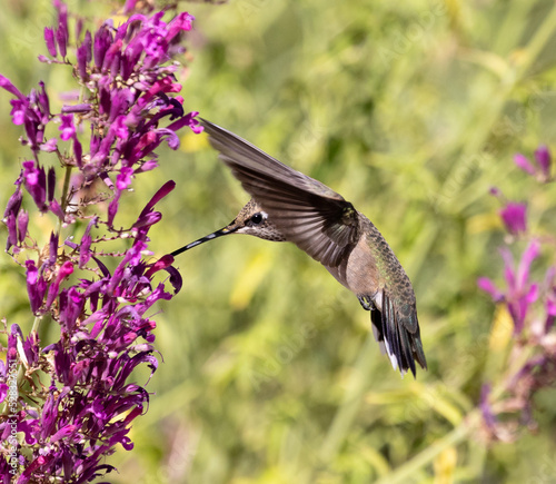 Obraz na płótnie hummingbird and flower w salonie