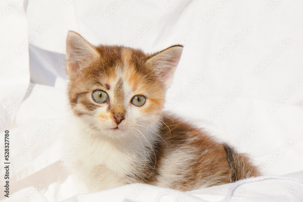 cute kitten and treads balls on bed cute kitten and treads balls on bed