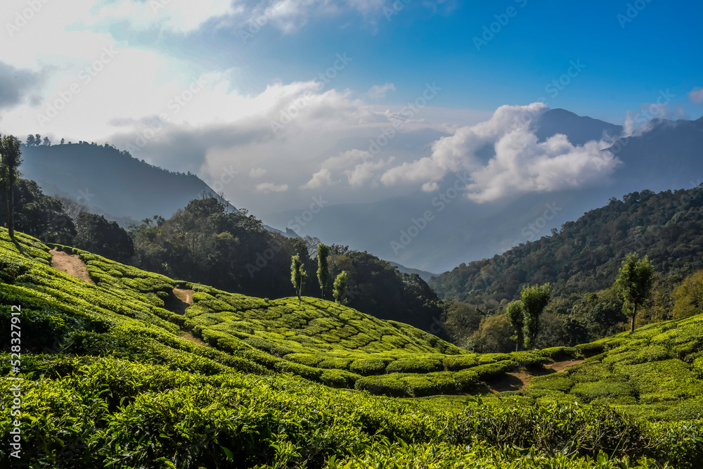 Lush green tea plantation landscape in Munnar Kerala