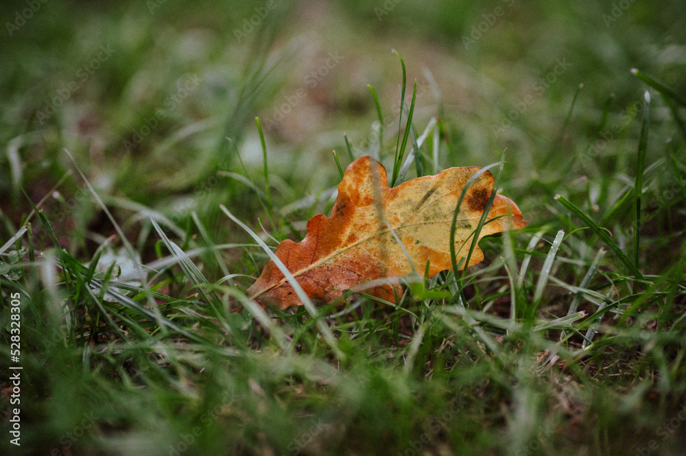 leaf on grass