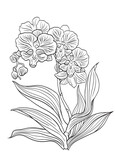Phalaenopsis big lip with flowers, leaves and buds, contour vector illustration on a white background