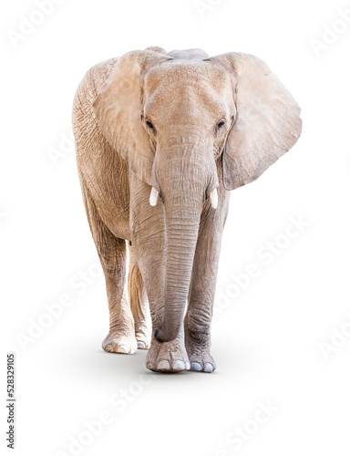 Transparent PNG of Single Large Elephant.