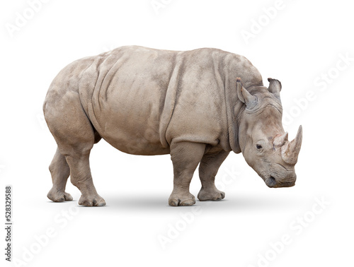 Transparent PNG of Single Large Rhinoceros. photo