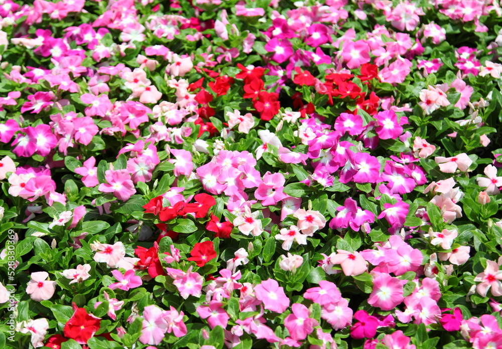 Periwinkle flowers in garden