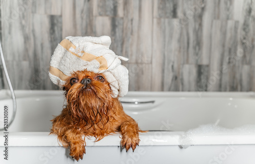brussels griffon dog after bath with towel wrapped around head