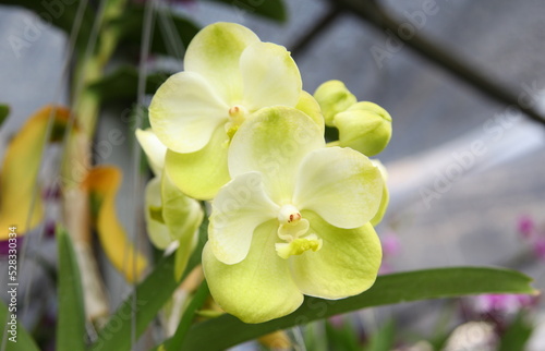 Yellow phalaenopsis orchid 