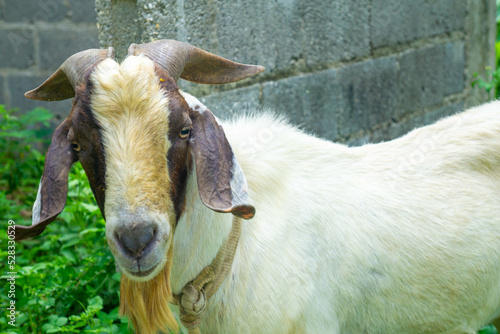 chivo de granja o bosque