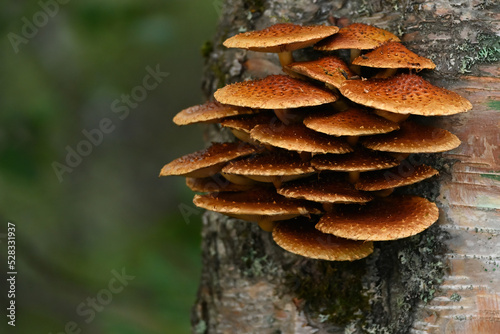 Golden Scalycap (Pholiota aurivella) mushrooms grow on a dead tree near Reflections Lake, Alaska. 