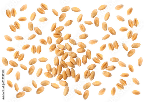 Wheat grains on white background, top view