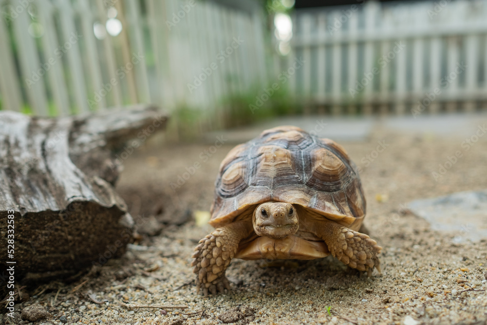 Sucata tortoise on the ground