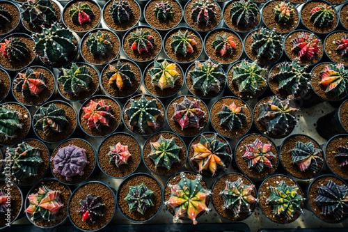 cactus greenhouse, closeup shot © waranyu