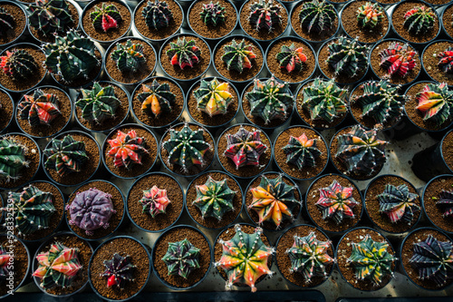 cactus greenhouse, closeup shot