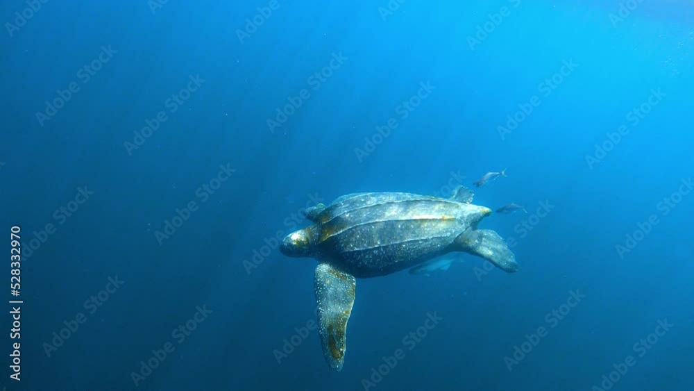 Turtle Swimming With Small Fish In Wavy Blue Sea - Exmouth, Australia Turtle Swimming With Small Fish In Wavy Blue Sea - Exmouth, Australia