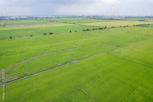aerial view from flying drone of Field rice with landscape green pattern nature background  top view field rice