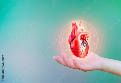 heart attack, human heart isolated on light background. cardiology and medical care for heart problems. heart disease digital medicine modern digital health. chf cardiomyopathy, myocarditis, arrhythmi photo