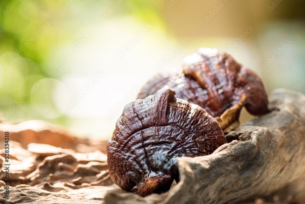 Reishi or lingzhi Mushroom on bokeh nature background.