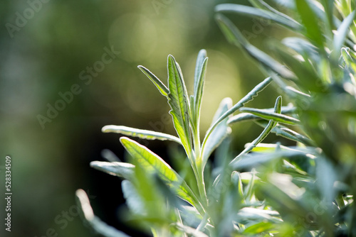 Sage green leaves on nature background.
